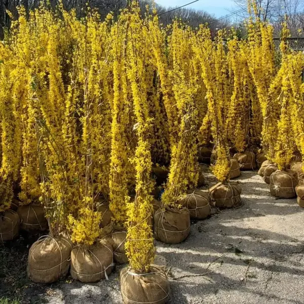 Forsythia