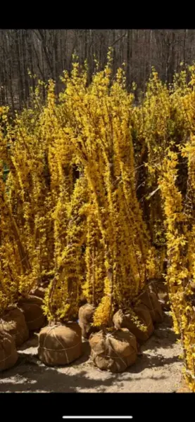 Forsythia