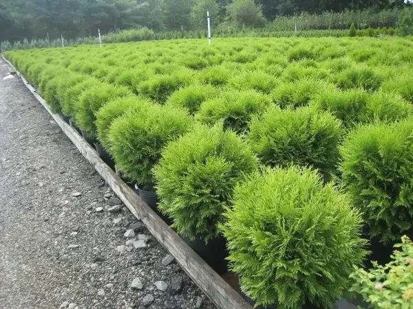 Globe Arborvitae