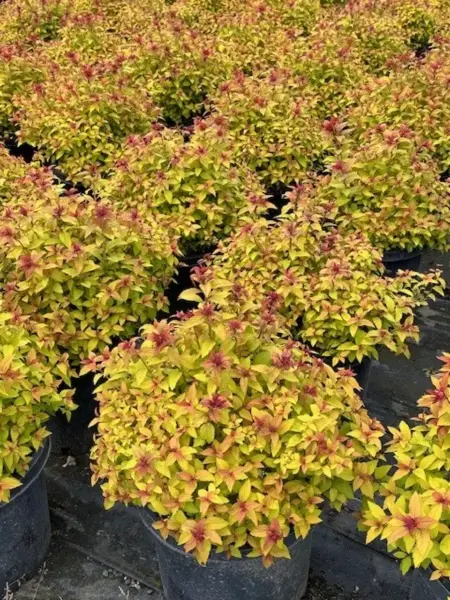 Gold Flame Spirea 3 Gal
