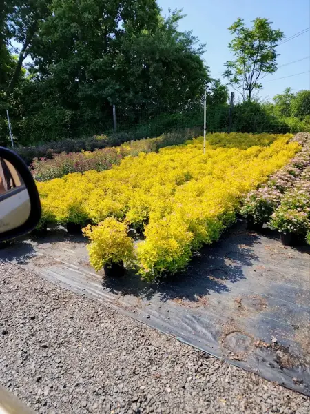 Gold Mound Spirea