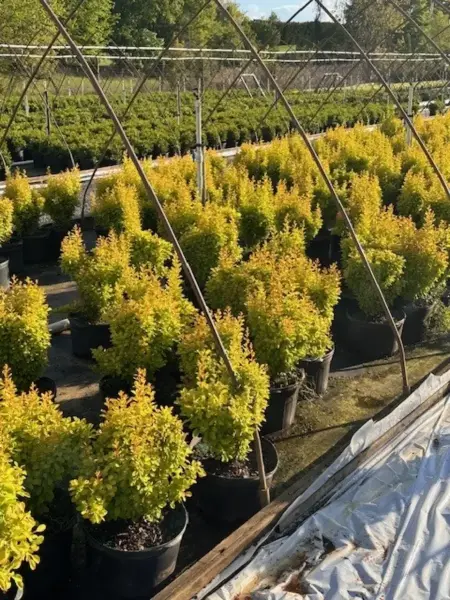 Golden Barberry