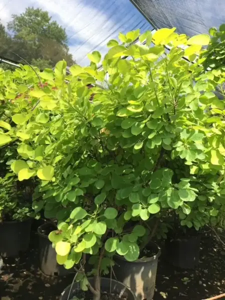 Golden Spirit Smoke Bush