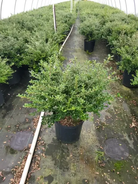 Green Luster Holly