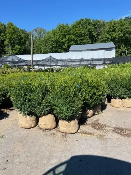 Green Mountain Boxwood