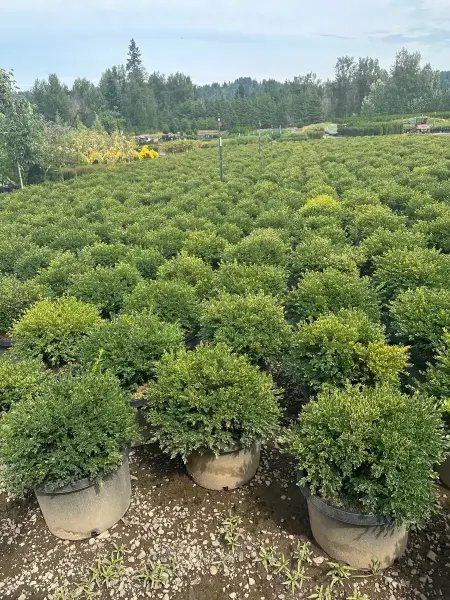 Green Velvet Boxwood