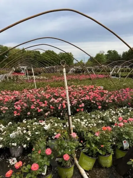 Knock Out Roses And Drift Roses