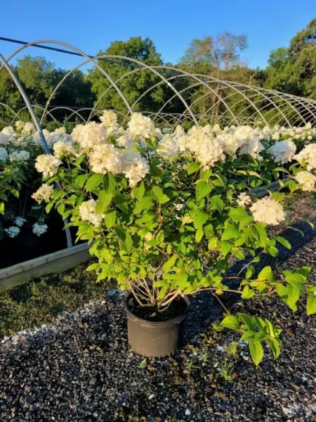 Limelight Hydrangea