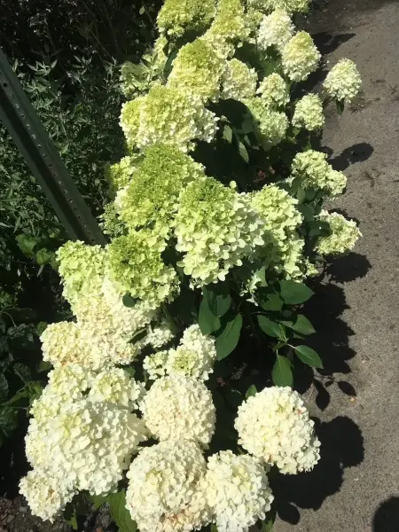 Little Lime Hydrangea