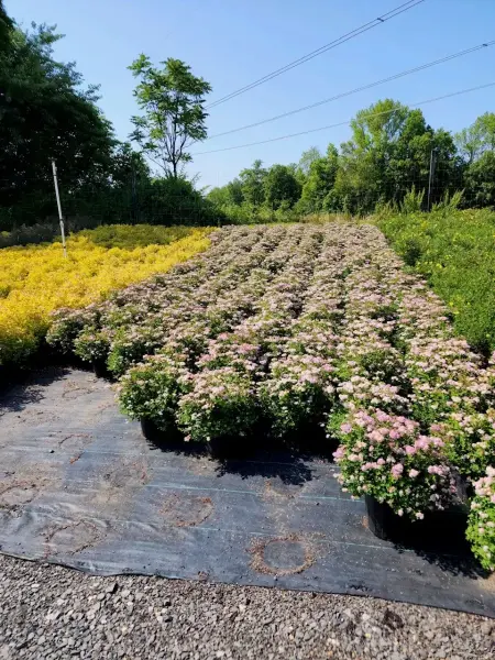 Little Princess Spirea