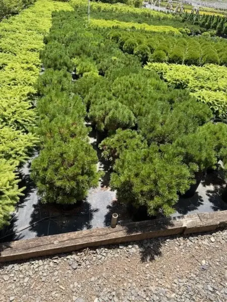 Mugo Pine