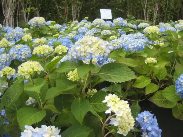 Nikko Blue Hydrangea