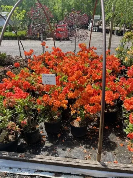 Orange Exbury Azalea