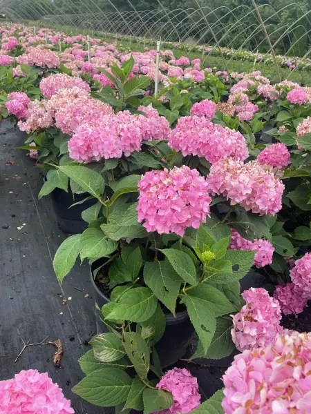 Penny Mack Hydrangea