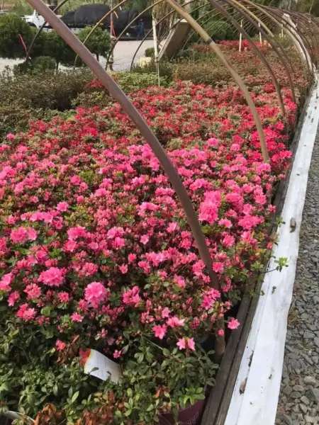 Pink Tradition Azalea