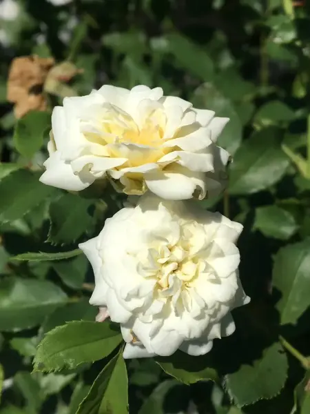 Popcorn Drift Rose