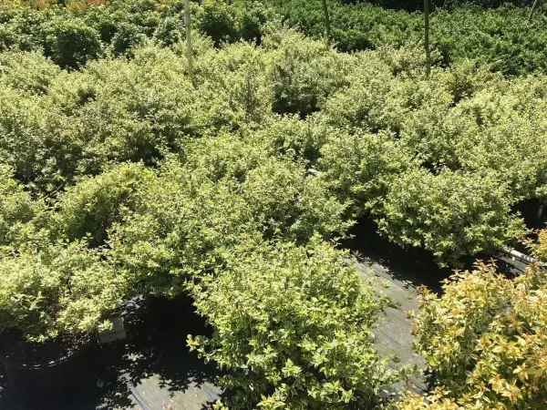 Radiance Glossy Abelia