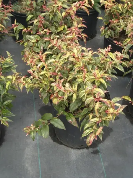 Rainbow Leucothoe