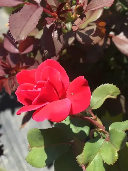 Red Knockout Rose