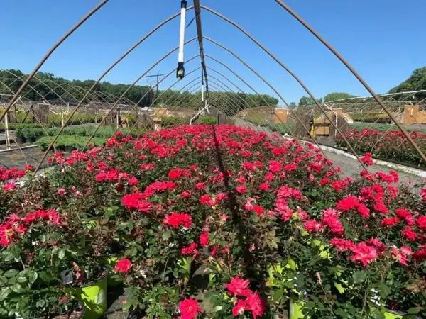 Red Knockout Roses