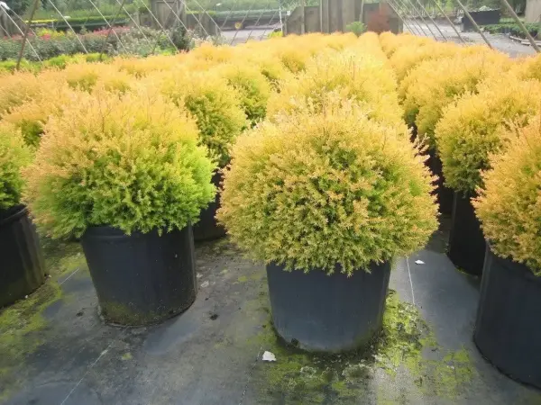 Rheingold Arborvitae