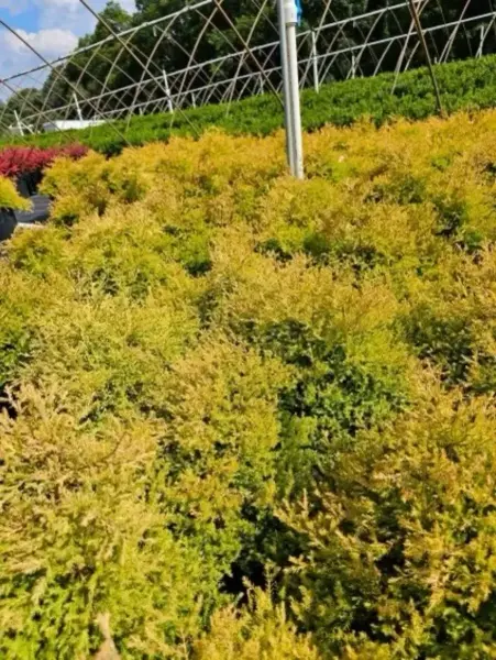 Rheingold Arborvitae