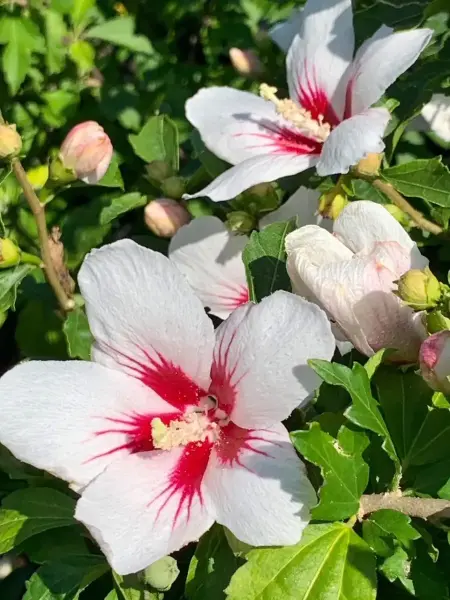 Rose Of Sharon