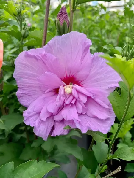 Rose Of Sharon