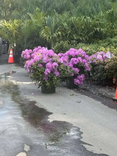 Roseum Elegan Rhododendron