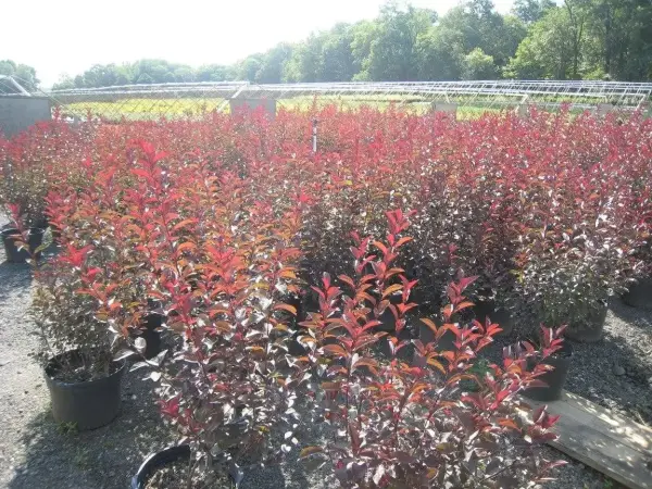 Sandcherry