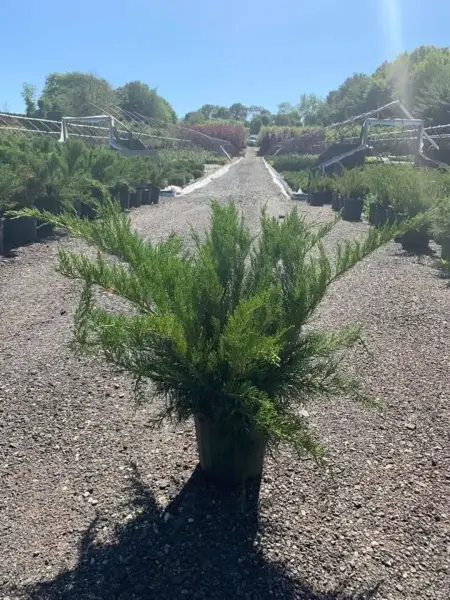 Sea Green Juniper