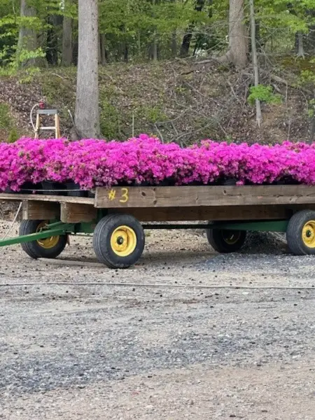 Sherwood Orchid Azalea