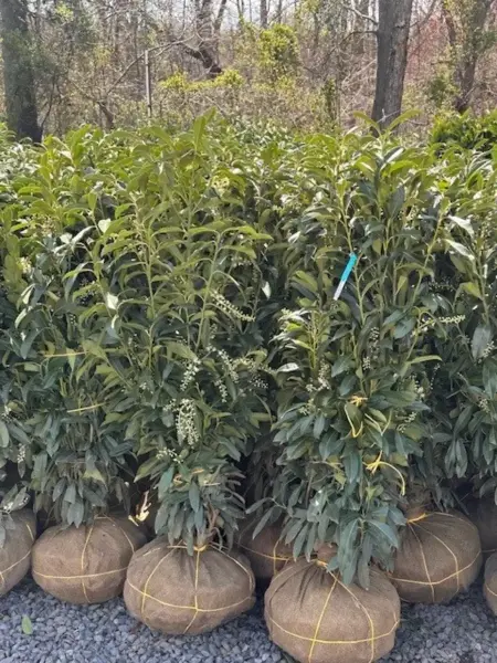 Skip Laurels