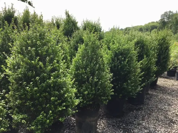 Steed Japanese Holly