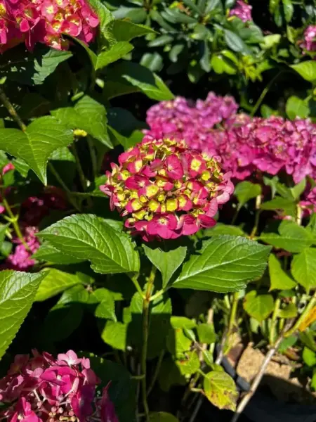 Summer Crush Hydrangea