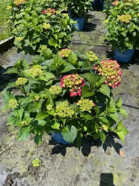 Summer Crush Hydrangea