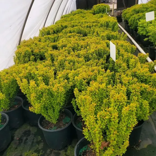 Sun Joy Gold Pillar Barberry