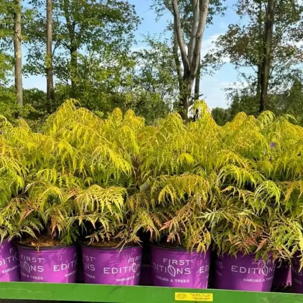 Shrubs Tiger Eyes Sumac