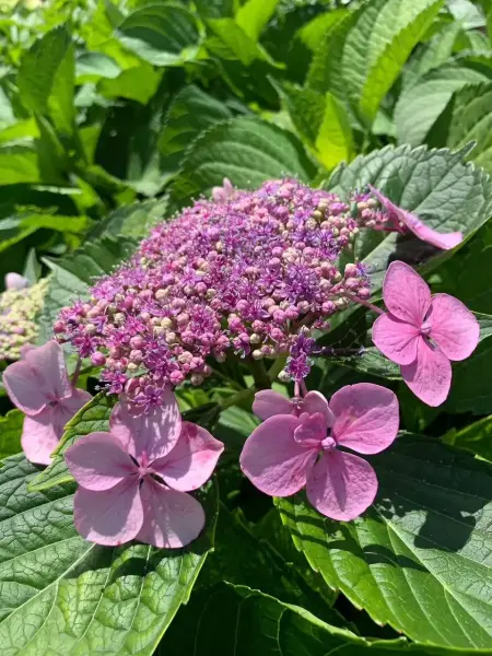 Twist And Shout Hydrangea