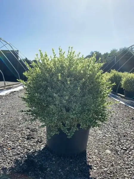 Variegated Boxwood