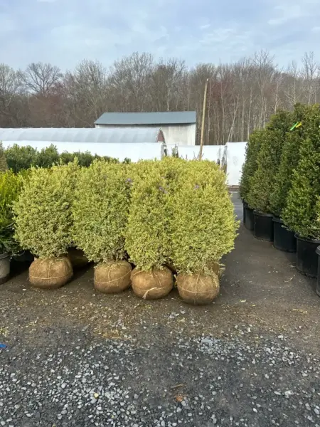 Variegated Boxwood