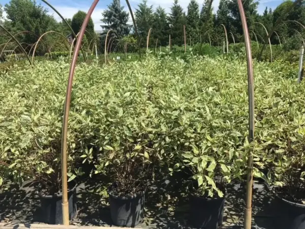 Variegated Dogwood