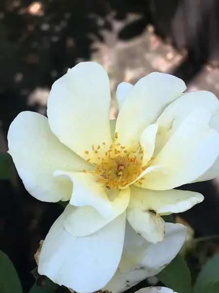 White Knockout Rose
