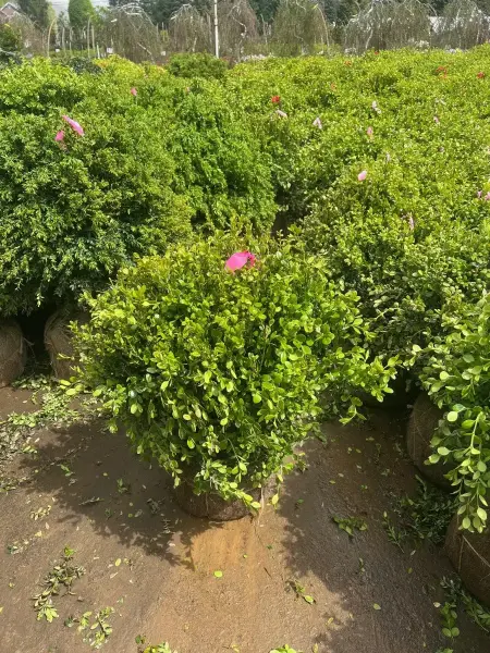 Wintergem Boxwood