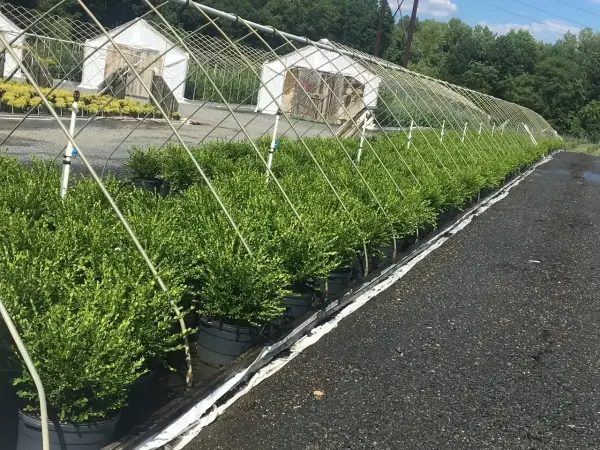 Wintergem Boxwoods