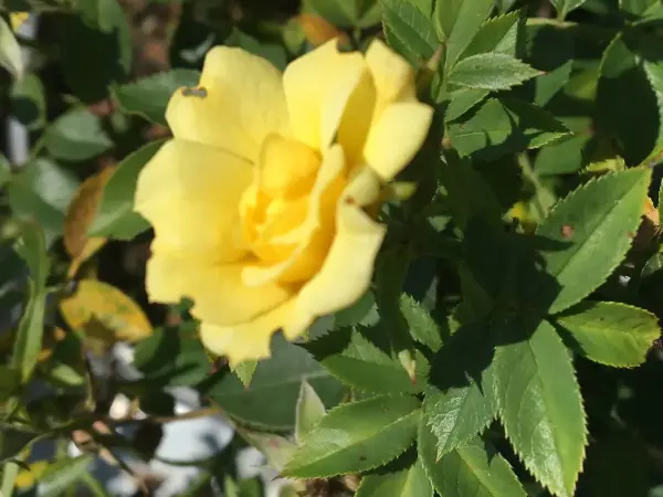 Yellow Knockout Rose