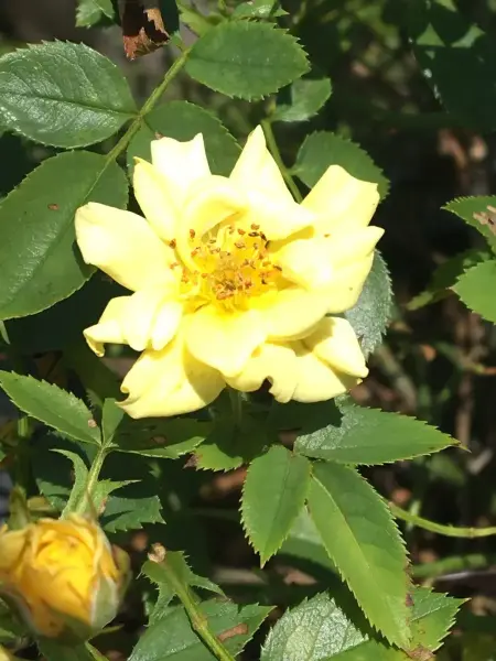 Yellow Knockout Rose