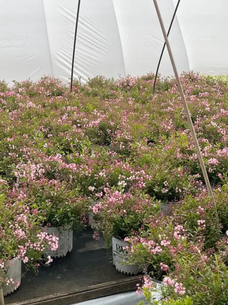 Yuki Cherry Deutzia