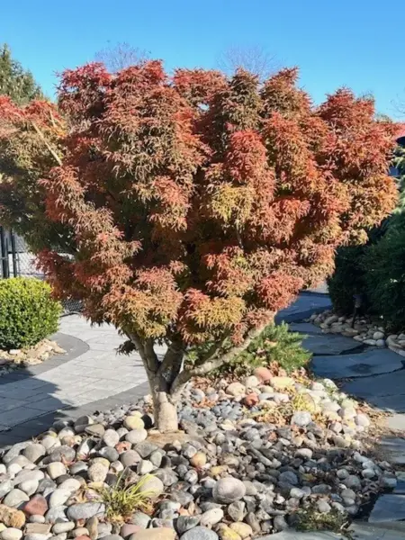 Lions Head Japanese Maple