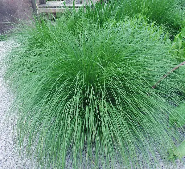 Sporobolus Heterolepis Prairie Dropseed